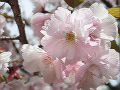 桜八重紅大島